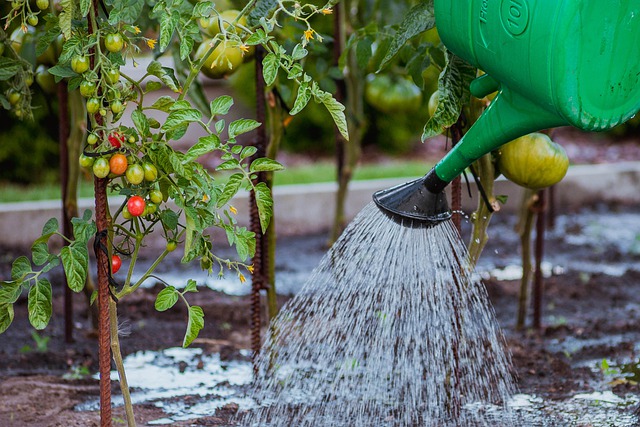 Jak w prosty sposób stworzyć ogródek warzywny